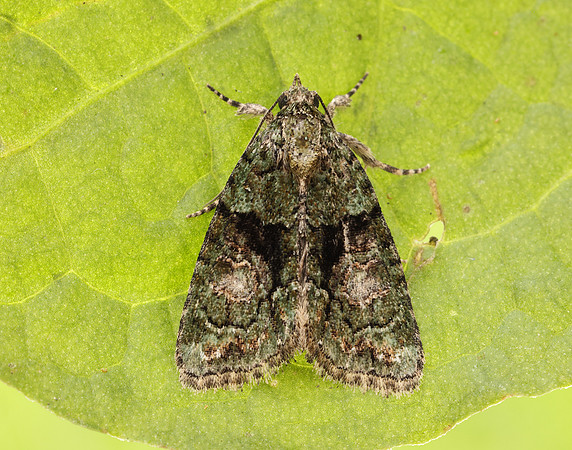 73.082 BF2292 Tree-lichen Beauty Cryphia algae
