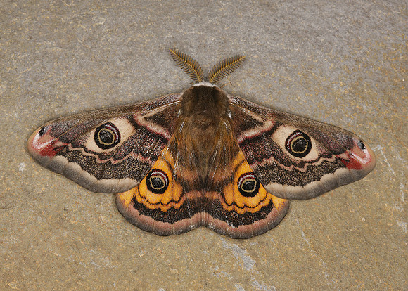 68.001BF 1643 Emperor Moth Saturnia pavonia