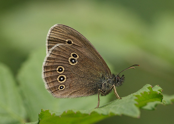 Ringlet Aphantopus hyperantus