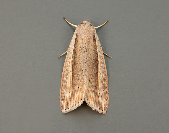 73.305 BF2209 Flame Wainscot Senta flammea