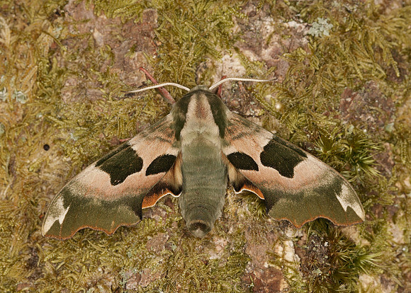 69.001 BF1979 Lime Hawk-moth Mimas tiliae