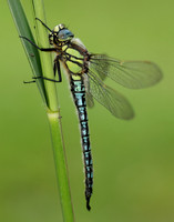 Hairy Dragonfly Brachytron pratense