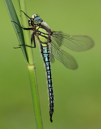 Hairy Dragonfly Brachytron pratense