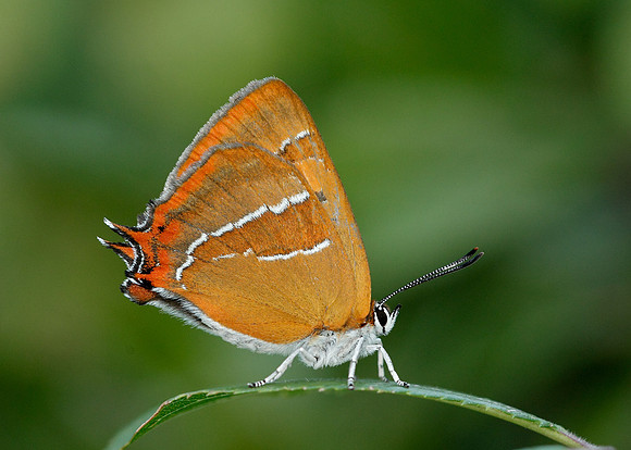 Brown Hairstreak Thecla betulae