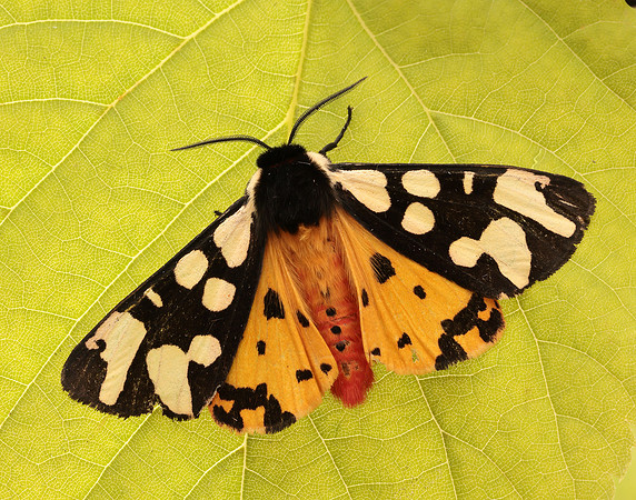 72.027 BF2058 Cream-spot Tiger Arctia villica
