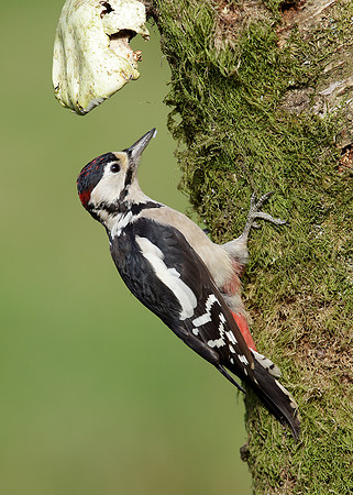 Great Spotted Woodpecker Dendrocopus major
