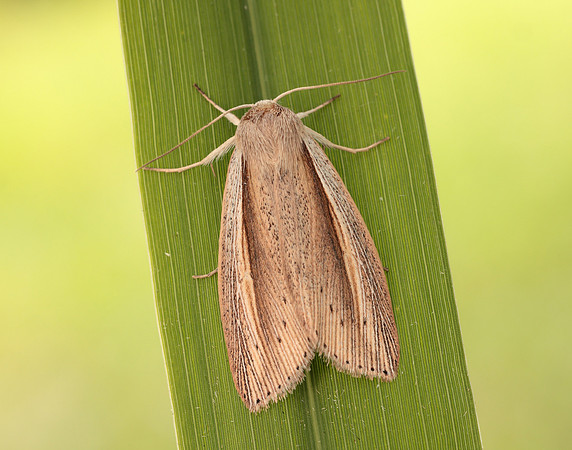 73.305 BF2209 Flame Wainscot Senta flammea