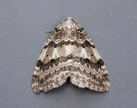 70.109 BF1797 Autumnal Moth Epirrita autumnata
