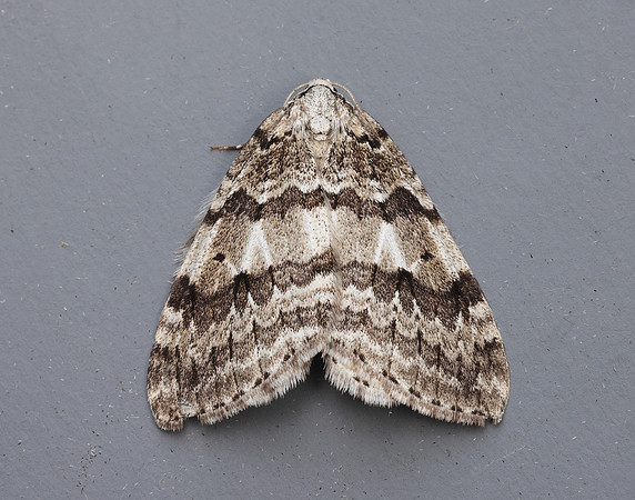 70.109 BF1797 Autumnal Moth Epirrita autumnata