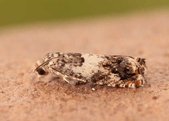 49.244 BF1132 Epinotia subocellana