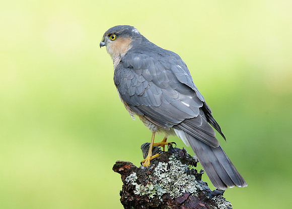 Sparrowhawk Accipiter nisus