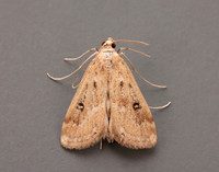63.117 BF1348 Ringed China-mark Parapoynx stratiotata