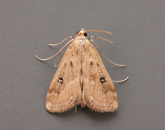 63.117 BF1348 Ringed China-mark Parapoynx stratiotata