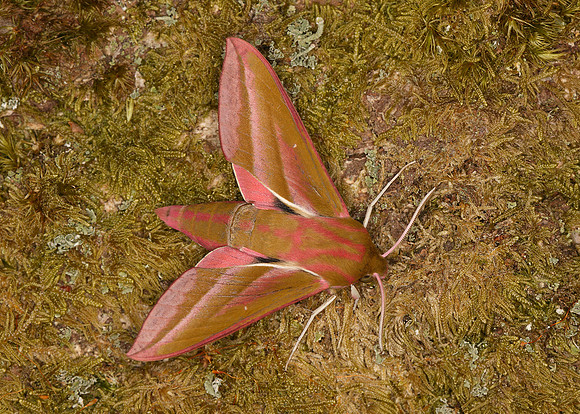 69.016 BF1991 Elephant Hawk-moth Deilephila elpenor