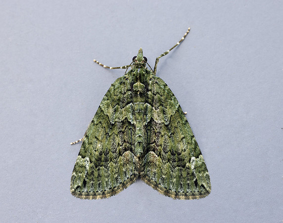 70.095 BF1760 Red-green Carpet Chloroclysta siterata