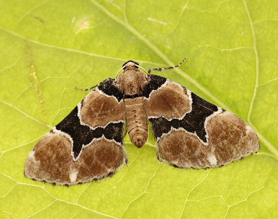70.140 BF1810 Marsh Carpet Gagitodes sagittata