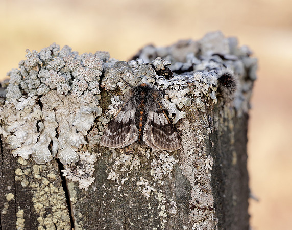 70.249 BF1929 Rannoch Brindled Beauty Lycia lapponaria