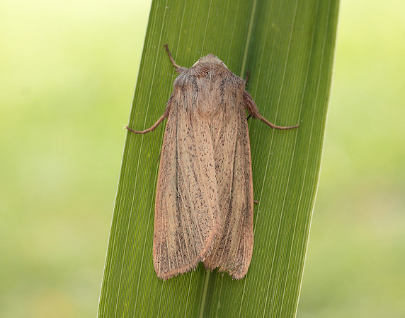 73.289 BF2196 Striped Wainscot Mythimna pudorina