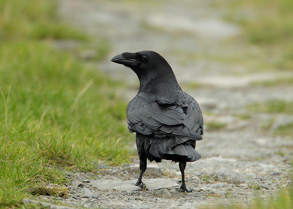 Raven Corvus corax