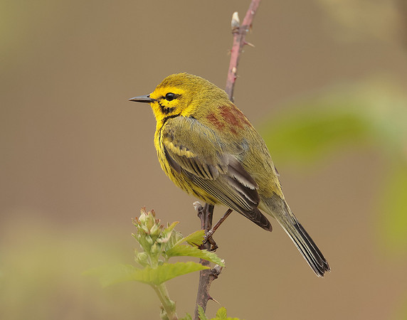 Prairie Warbler Setophaga discolor