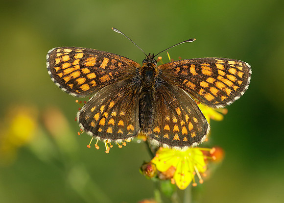 Heath Fritillary Melitaea athalia