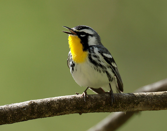 Yellow-throated Warbler  Setophaga dominica