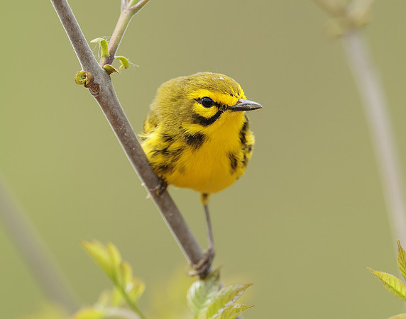 Prairie Warbler Setophaga discolor
