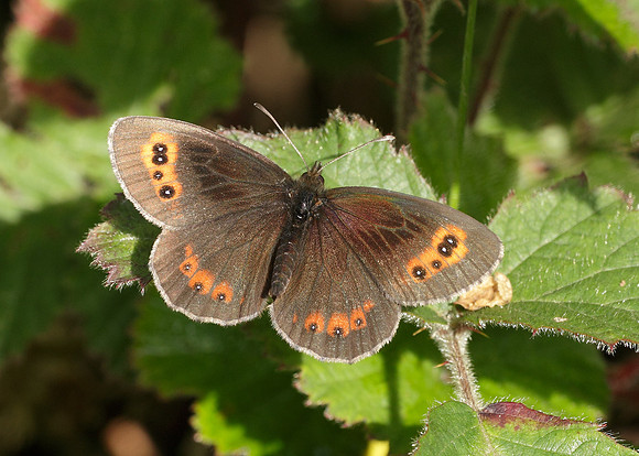 Scotch Argus Erebia aethiops
