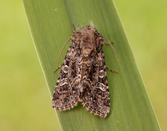 73.286 BF2167 Tawny Shears Hadena perplexa