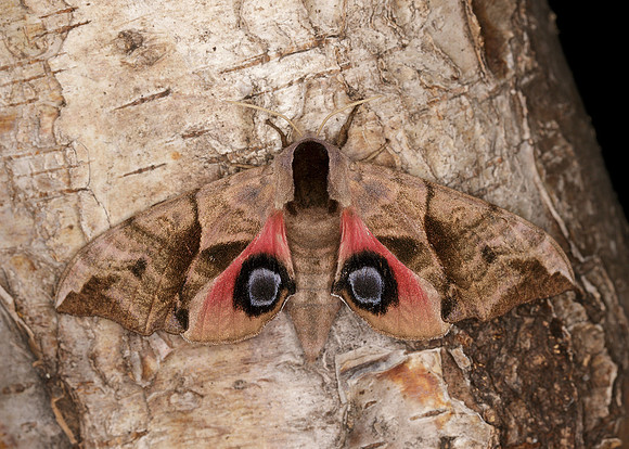 Eyed Hawk-moth Smerinthus ocellata