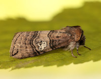 65.010 BF1654 Figure of Eighty Tethea ocularis