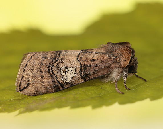 65.010 BF1654 Figure of Eighty Tethea ocularis