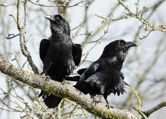 Raven Corvus corax