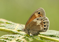 Large Heath Coenonympha tullia davus