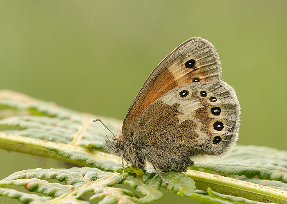 Large Heath Coenonympha tullia davus