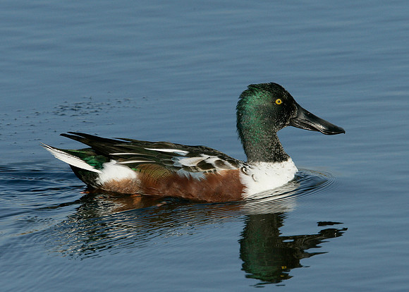 Shoveler Anas clypeata