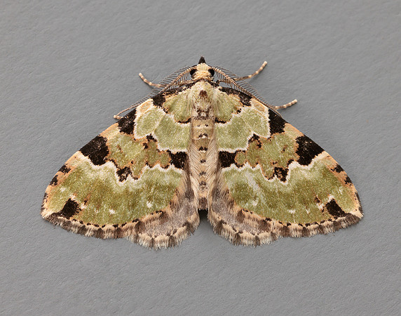70.100 BF1776 Green Carpet Colostygia pectinataria