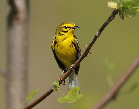 Prairie Warbler Setophaga discolor