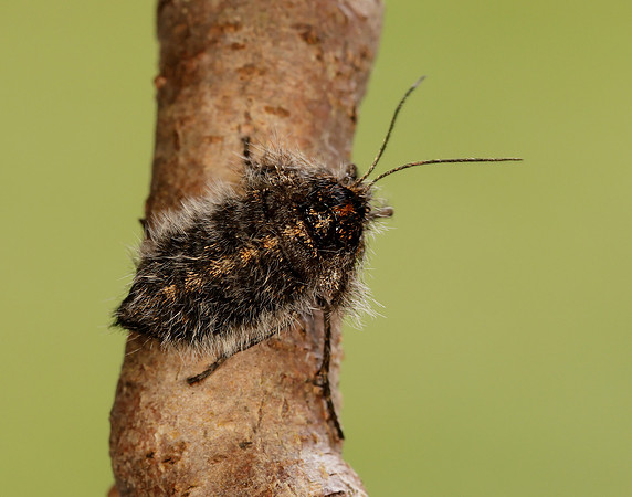 70.249 BF1929 Rannoch Brindled Beauty Lycia lapponaria