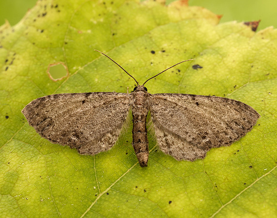 70.129 BF1863 Dentated Pug Anticollix sparsata