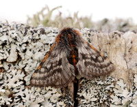 70.249 BF1929 Rannoch Brindled Beauty Lycia lapponaria