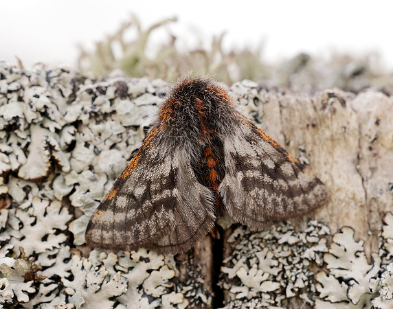 70.249 BF1929 Rannoch Brindled Beauty Lycia lapponaria