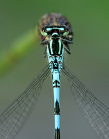 Northern Damselfly Coenagrion hastulatum