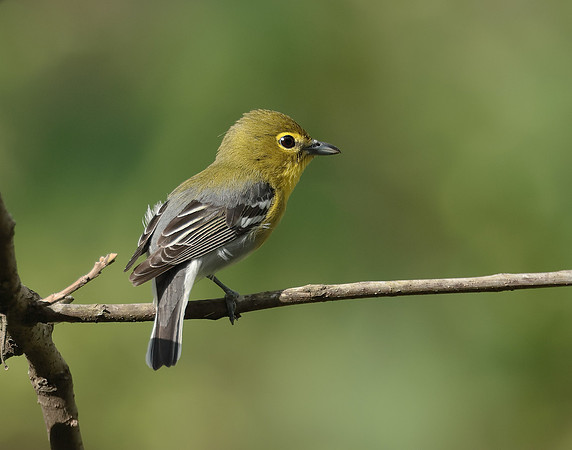 Yellow-throated Vireo Vireo flavifrons
