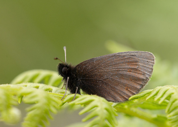 Mountain Ringlet Erebia epiphron