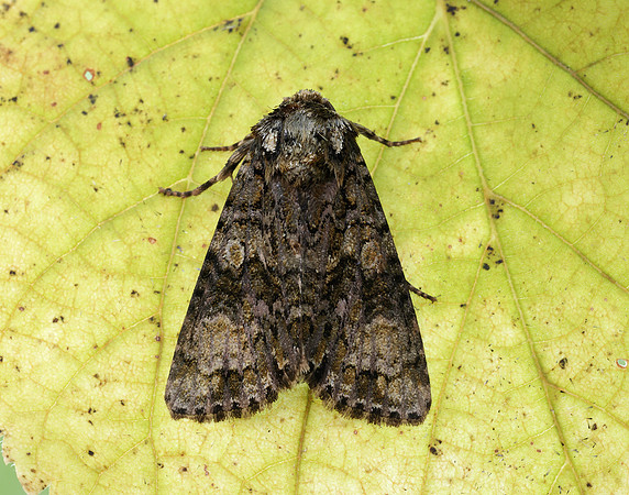 73.047 BF2291 Coronet Craniophora ligustri