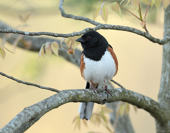 Eastern Towhee Pipilo erythrophthalmus