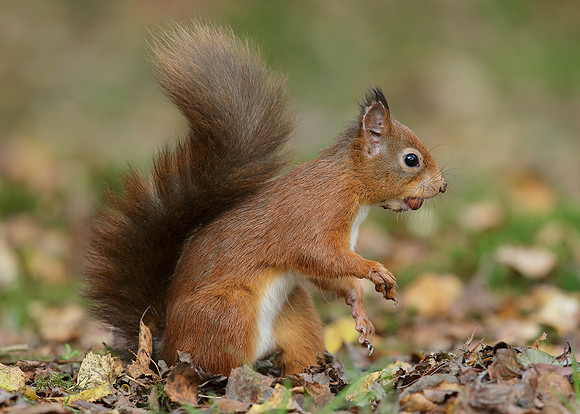 Red Squirrel Sciurus vulgaris