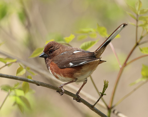 Eastern Towhee Pipilo erythrophthalmus