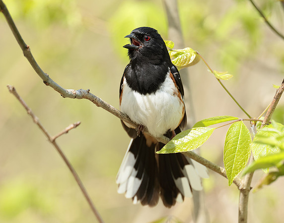 Eastern Towhee Pipilo erythrophthalmus